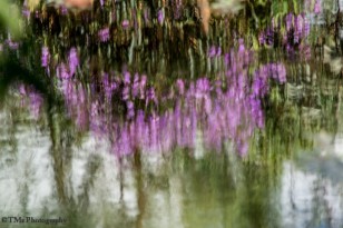 Blurred Pink Reflections in MY Water-Lily Pond. Pq do Bicão 04Mar16